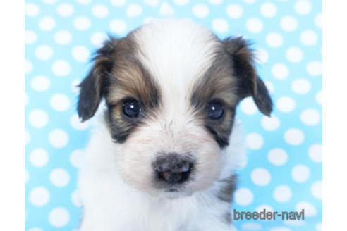 成約済の千葉県のパピヨン-156741の4枚目