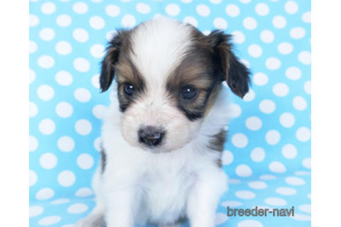 成約済の千葉県のパピヨン-156741の1枚目