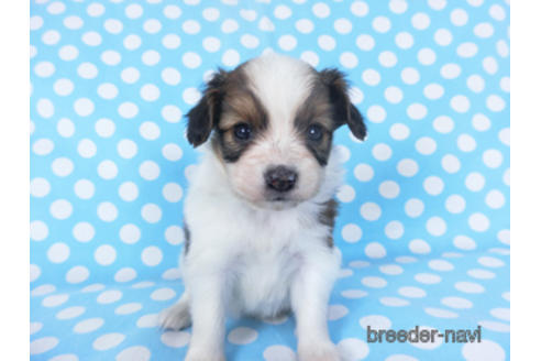 成約済の千葉県のパピヨン-156741の3枚目