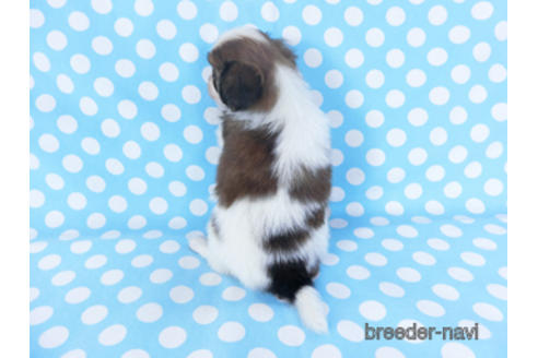 成約済の千葉県のパピヨン-156741の2枚目