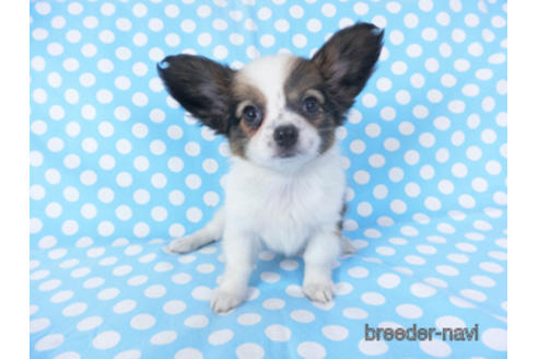 成約済の千葉県のパピヨン-151872の4枚目