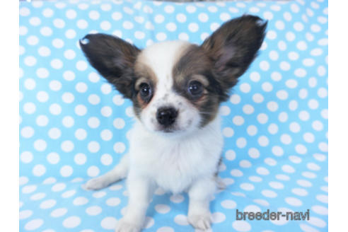 成約済の千葉県のパピヨン-151872の1枚目