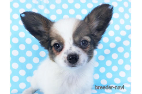 成約済の千葉県のパピヨン-151872の3枚目