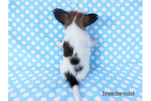 成約済の千葉県のパピヨン-151872の2枚目