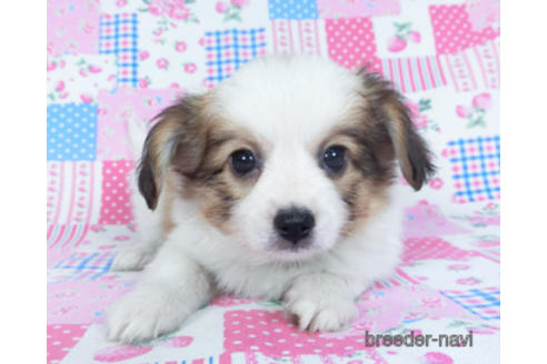 成約済の千葉県のパピヨン-157288の8枚目