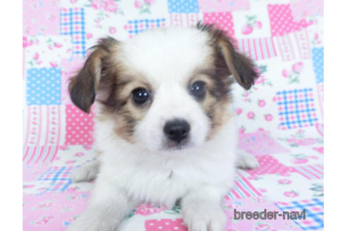 成約済の千葉県のパピヨン-157288の7枚目