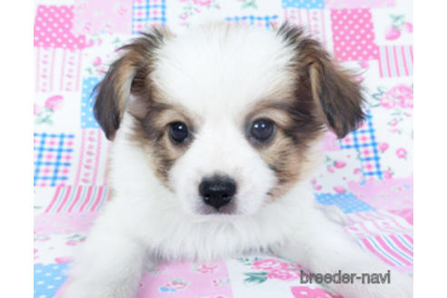 成約済の千葉県のパピヨン-157288の6枚目