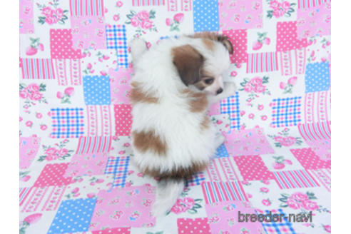 成約済の千葉県のパピヨン-157288の5枚目