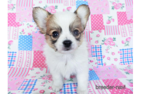 成約済の千葉県のパピヨン-157286の4枚目