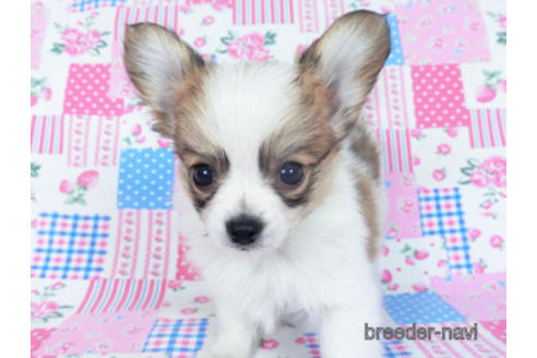 成約済の千葉県のパピヨン-157286の1枚目