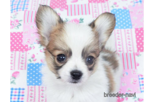 成約済の千葉県のパピヨン-157286の3枚目