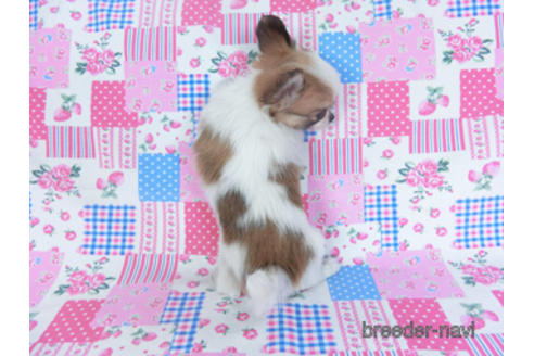 成約済の千葉県のパピヨン-157286の2枚目