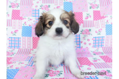 成約済の千葉県のパピヨン-157280の8枚目