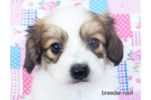 成約済の千葉県のパピヨン-157280の7枚目