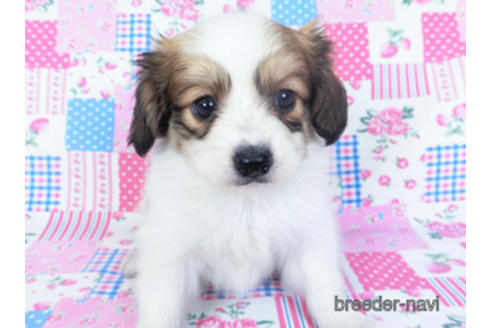 成約済の千葉県のパピヨン-157280の6枚目