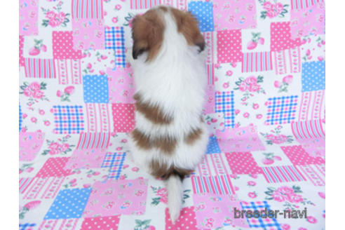 成約済の千葉県のパピヨン-157280の5枚目