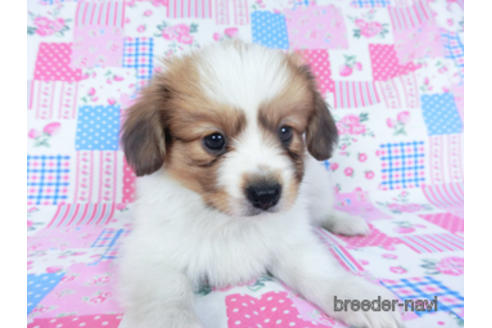 成約済の千葉県のパピヨン-157279の12枚目