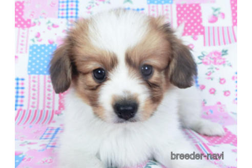 成約済の千葉県のパピヨン-157279の11枚目