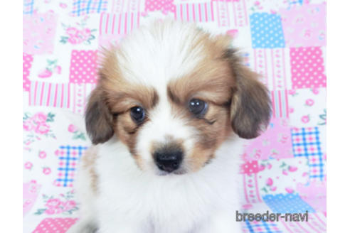 成約済の千葉県のパピヨン-157279の10枚目