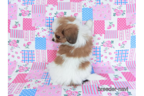 成約済の千葉県のパピヨン-157279の9枚目