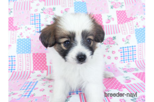 成約済の千葉県のパピヨン-157276