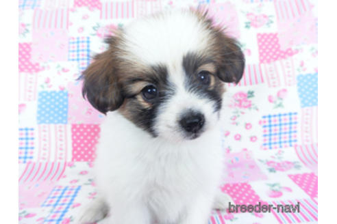 成約済の千葉県のパピヨン-157276の4枚目