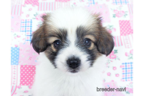 成約済の千葉県のパピヨン-157276の3枚目