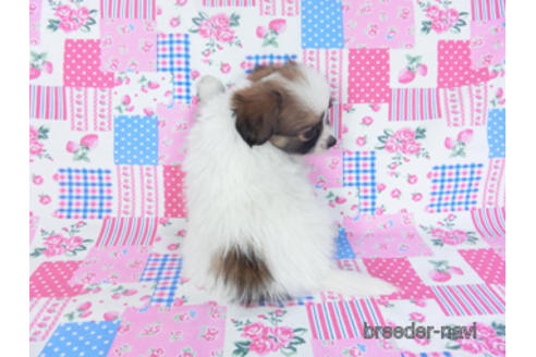 成約済の千葉県のパピヨン-157276の2枚目