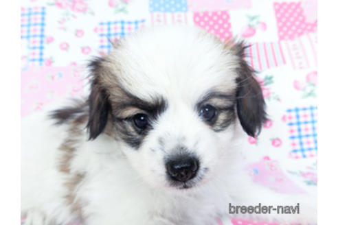 成約済の千葉県のパピヨン-157275の12枚目