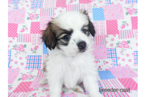 成約済の千葉県のパピヨン-157275の11枚目