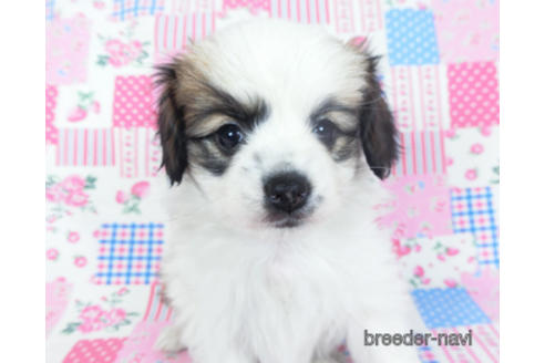 成約済の千葉県のパピヨン-157275の10枚目