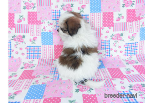 成約済の千葉県のパピヨン-157275の9枚目