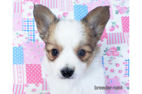 成約済の千葉県のパピヨン-157265の8枚目