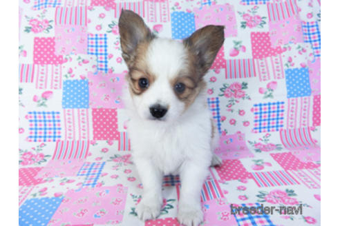 成約済の千葉県のパピヨン-157265の7枚目