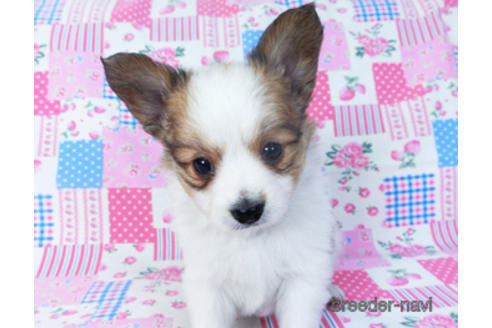 成約済の千葉県のパピヨン-157265の6枚目