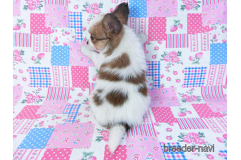 成約済の千葉県のパピヨン-157265の5枚目