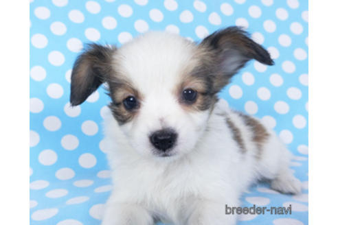 成約済の千葉県のパピヨン-155399の1枚目