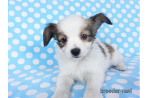 成約済の千葉県のパピヨン-155399の4枚目