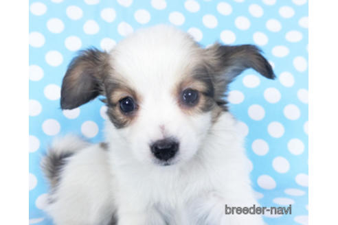 成約済の千葉県のパピヨン-155399の3枚目