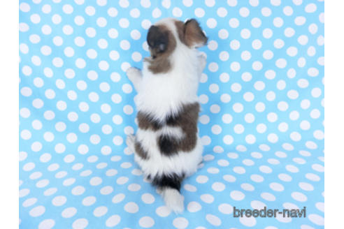 成約済の千葉県のパピヨン-155399の2枚目