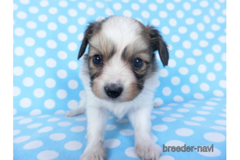 成約済の千葉県のパピヨン-156745の1枚目