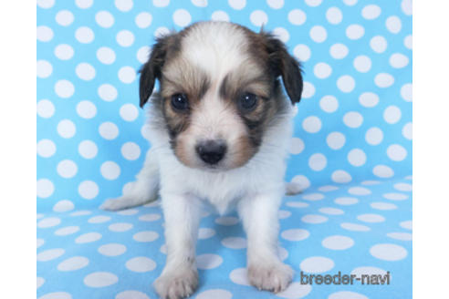 成約済の千葉県のパピヨン-156745の4枚目