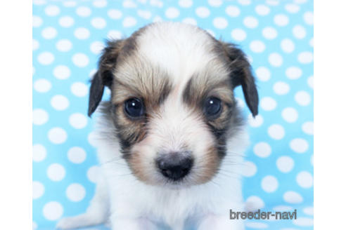 成約済の千葉県のパピヨン-156745の3枚目