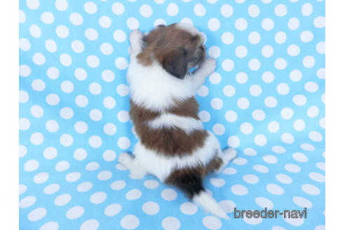 成約済の千葉県のパピヨン-156745の2枚目