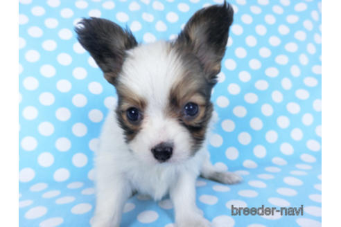 成約済の千葉県のパピヨン-155402の1枚目