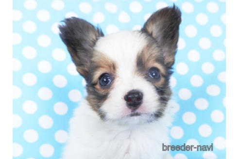 成約済の千葉県のパピヨン-155402の4枚目