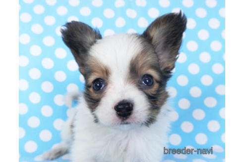 成約済の千葉県のパピヨン-155402の3枚目