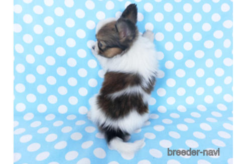 成約済の千葉県のパピヨン-155402の2枚目