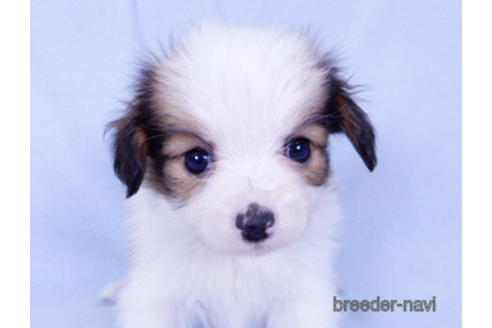 成約済の千葉県のパピヨン-155939の1枚目