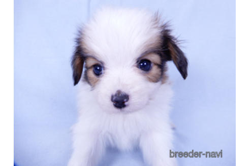 成約済の千葉県のパピヨン-155939の4枚目